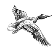 Brentford Dock Marina